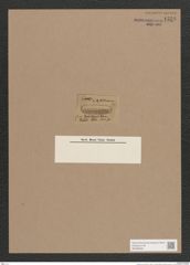 Navicula sp. (de-Toni-Nr.: Genus 1) Zeichnungen Sammlung Grunow Nr. 1558 (NHMW-BOT-W0368090)